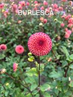 Dahlia knollen, Ophalen of Verzenden, Overige soorten, Volle zon