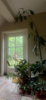Avocadoplant / boom 2,30 cm hoog, Ophalen, 200 cm of meer, Overige soorten, Halfschaduw
