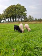 Te koop: Zwoegervrije Ouessant Ooien, Dieren en Toebehoren, Schapen, Geiten en Varkens, Vrouwelijk, Schaap