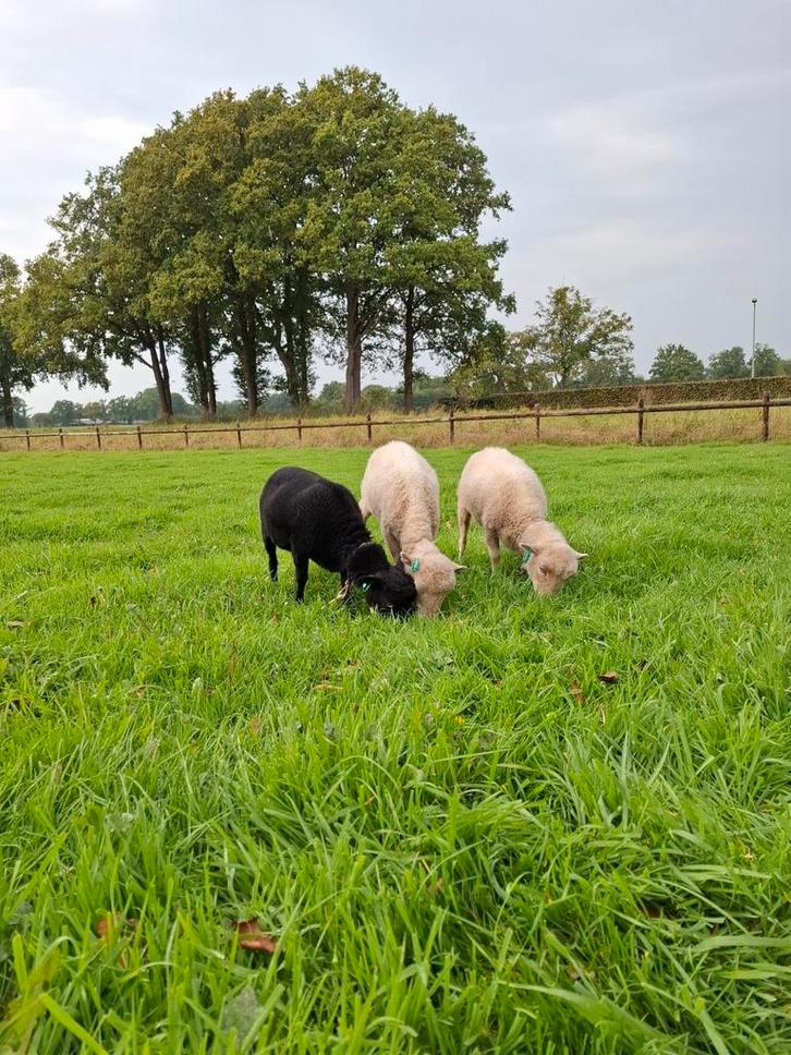 Te koop: Zwoegervrije Ouessant Ooien, Dieren en Toebehoren, Schapen, Geiten en Varkens, Schaap, Vrouwelijk
