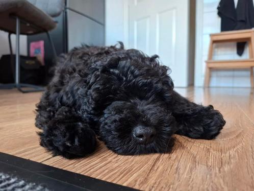 Goldendoodle pups, Dieren en Toebehoren, Honden | Retrievers, Spaniëls en Waterhonden, Meerdere dieren, Overige rassen, Particulier