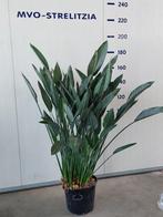 moederdag Strelitzia  planten, Overige soorten, 150 tot 200 cm, Bloeiende kamerplant, Volle zon