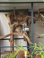 Dorsalis eekhoorn., Dieren en Toebehoren, Knaagdieren, Juni, Mannelijk