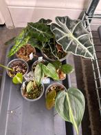 Zeldzaam alocasia Plantenpakket, Ophalen of Verzenden