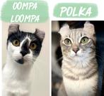 American curl | jonge poezen | lief | stamboom | gezond, Dieren en Toebehoren, Katten en Kittens | Overige Katten, Poes