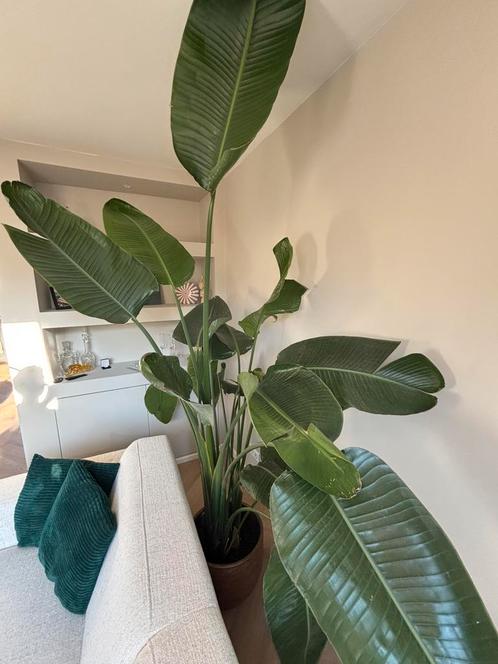 Bananenplant inclusief luxe pot, Huis en Inrichting, Kamerplanten, Overige soorten, 200 cm of meer, Groene kamerplant, In pot