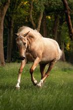 Palomino merrie te koop, Dieren en Toebehoren, Paarden, Merrie, Minder dan 160 cm, Zadelmak, Ontwormd