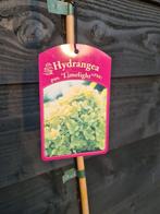 Limelight hortensia op stam, Ophalen of Verzenden, Hortensia, Struik, 100 tot 250 cm