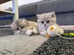 Britse korthaar, Dieren en Toebehoren, Katten en Kittens | Raskatten | Korthaar, Meerdere dieren, Ontwormd