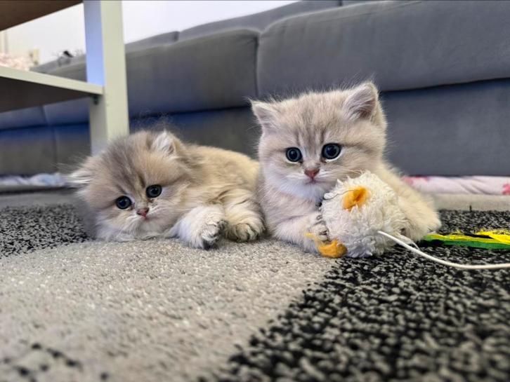 Britse korthaar, Dieren en Toebehoren, Katten en Kittens | Raskatten | Korthaar, Meerdere dieren, Ontwormd