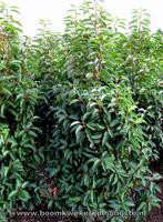 Portugese laurier alle hoogtematen, plant ze nu met korting!, Ophalen of Verzenden, Laurier, Haag, 100 tot 250 cm