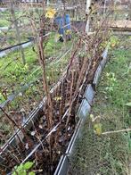 framboos rood, Tuin en Terras, Ophalen, Overige soorten, Volle zon, 100 tot 250 cm