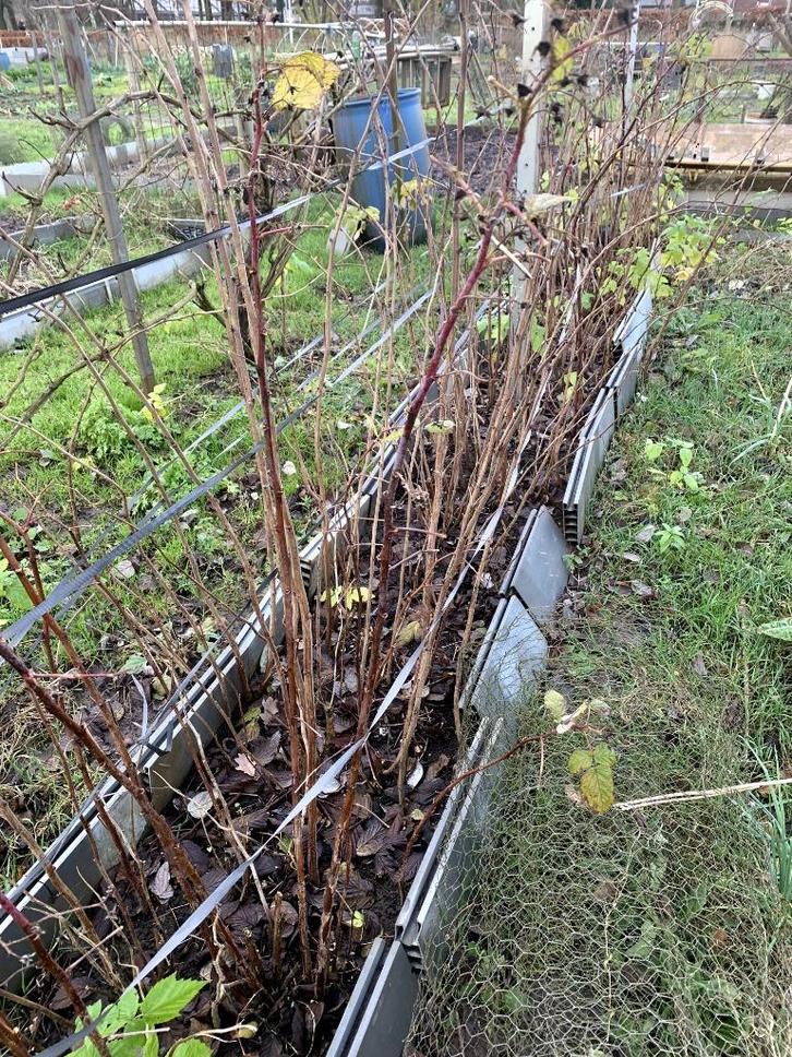 framboos rood, Tuin en Terras, Planten | Fruitbomen, Overige soorten, 100 tot 250 cm, Volle zon, Zomer, Ophalen