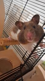 Hamster voor herplaatsing, Februari, Vrouwelijk, Hamster