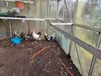 6 bonte hanen te koop, Dieren en Toebehoren, Pluimvee, Mannelijk, Kip