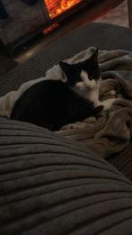 Mooie lieve poes met kattebak en speeltjes, Dieren en Toebehoren, Katten en Kittens | Raskatten | Korthaar