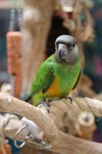 Stoere Bonte Boertjes | Senegal papegaai | getest op ziektes, Dieren en Toebehoren, Vogels | Parkieten en Papegaaien, Papegaai