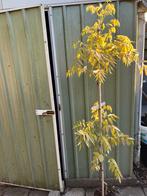 Wisteria multijuga, Tuin en Terras, Ophalen