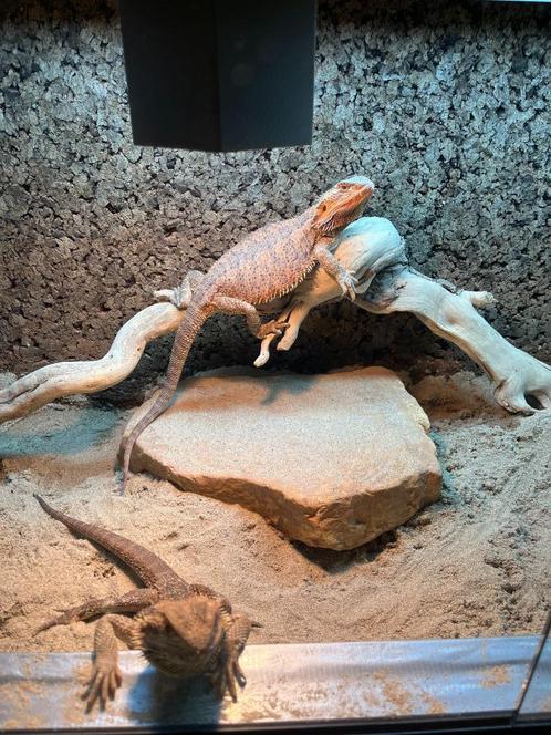 Baardagaam vrouwtje, Dieren en Toebehoren, Reptielen en Amfibieën, Hagedis, 0 tot 2 jaar