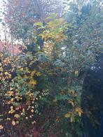 Walnoot boom, Ophalen, Overige soorten