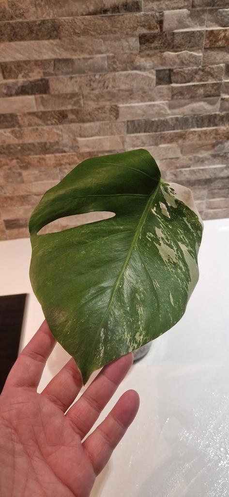 Monstera Variegata stek, Huis en Inrichting, Kamerplanten, Overige soorten, Minder dan 100 cm, Ophalen of Verzenden