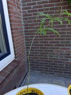 Albizia julibrissin, Tuin en Terras, Planten | Bomen, Ophalen, Volle zon, Overige soorten