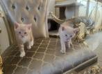 Kittens britse korthaar, Dieren en Toebehoren, Katten en Kittens | Raskatten | Korthaar, Poes