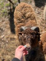 Quessant bok, Mannelijk, Schaap, 0 tot 2 jaar
