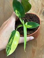 Philodendron florida beauty plant aurea yellow lime lemon, Huis en Inrichting, Ophalen of Verzenden, Overige soorten, Minder dan 100 cm