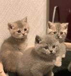 Britse Korthaar Kittens (poesjes), Dieren en Toebehoren, Poes, Ontwormd, 0 tot 2 jaar