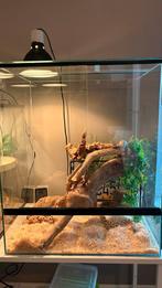 Prima terrarium 60x50x40 cm, Dieren en Toebehoren, Reptielen en Amfibieën | Toebehoren, Ophalen, Gebruikt, Terrarium of Paludarium