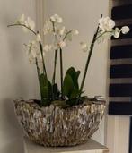 Schelpenvaas, Huis en Inrichting, Woonaccessoires | Vazen, Ophalen, Nieuw, Overige kleuren, Minder dan 50 cm
