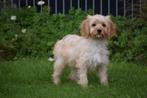 Cavapoo pups bij interesse direct beschikbaar, Dieren en Toebehoren, Honden | Niet-rashonden, België, Rabiës (hondsdolheid), 8 tot 15 weken