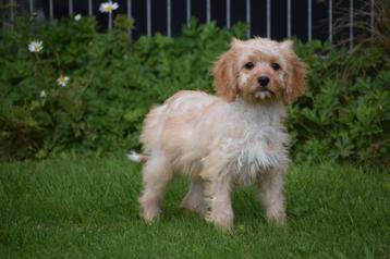 Cavapoo pups bij interesse direct beschikbaar beschikbaar voor biedingen