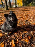 Pomchi Gizmo 2 jaar oud, Keeshond, Reu, CDV (hondenziekte), 1 tot 2 jaar