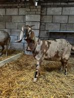 Prachtige nubischexboerengeit van 2025!, Vrouwelijk, Geit