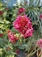 Zaden Rode Valeriaan-Spoorbloem - Centranthus ruber, Verzenden, Voorjaar, Volle zon, Zaad