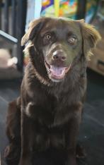 Labrador x Australische Shepherd, Dieren en Toebehoren, 15 weken tot 1 jaar, Reu, Eén hond, Nederland