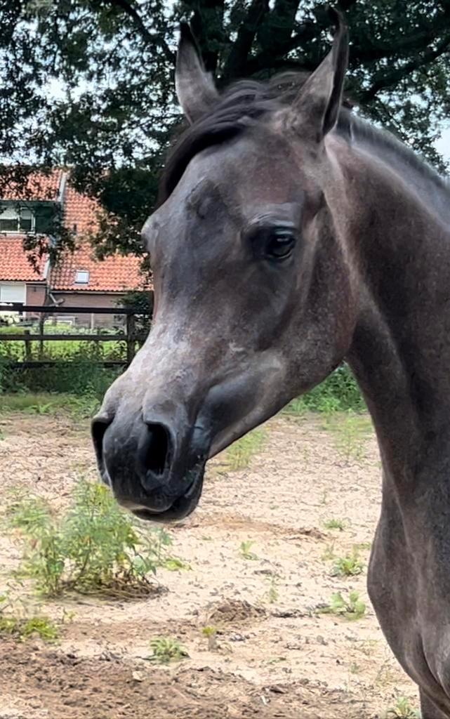 Arabisch volbloed Merrie, Dieren en Toebehoren, Paarden en Pony's | Dekhengsten en Fokmerries, Merrie