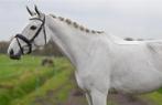 Super brave 9 jarige ruin v. Mercredi de mars, Dieren en Toebehoren, Paarden, Ruin, M, Dressuurpaard, 170 tot 175 cm