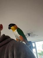 zwartkop caique tam, Mannelijk, Papegaai