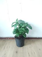 Big healthy COFFEA ARABICA plant /  koffieplant, Huis en Inrichting, Kamerplanten, Ophalen, Overige soorten, Halfschaduw, Minder dan 100 cm