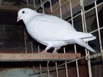 witte postduiven, Dieren en Toebehoren, Vogels | Duiven, Geslacht onbekend, Postduif