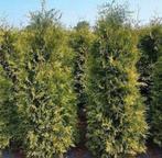 Coniferen, Ophalen of Verzenden, Bloeit niet, Overige soorten, Volle zon