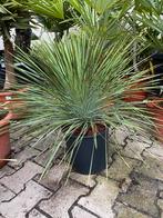 Yucca linearifolia (tropische) winterhard, Zomer, Ophalen of Verzenden, Overige soorten, Volle zon