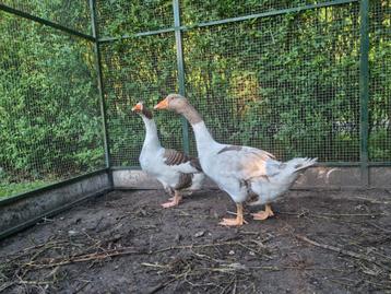Schitterend volwassen bewezen koppel Twentse Landgans ganzen beschikbaar voor biedingen