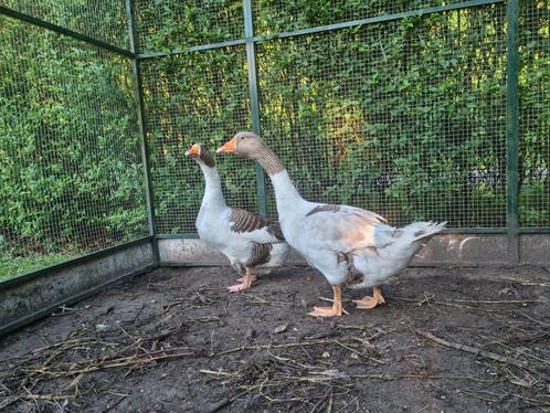 Schitterend volwassen bewezen koppel Twentse Landgans ganzen, Dieren en Toebehoren, Pluimvee, Gans of Zwaan, Meerdere dieren