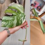 Monstera variegata stek, Huis en Inrichting, Kamerplanten, Ophalen, Halfschaduw, Minder dan 100 cm