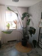 grote Strelitzia zonder pot, Huis en Inrichting, Kamerplanten, Ophalen, Halfschaduw, 200 cm of meer