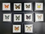 Opgezette vlinder in lijst, Nieuw, Opgezet dier, Ophalen of Verzenden, Insect